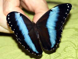 Image of Blue-banded Morpho Butterfly