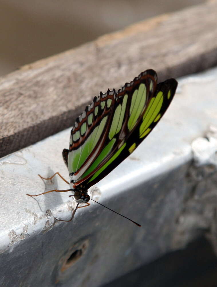 Image of dido longwing