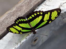 Image of dido longwing