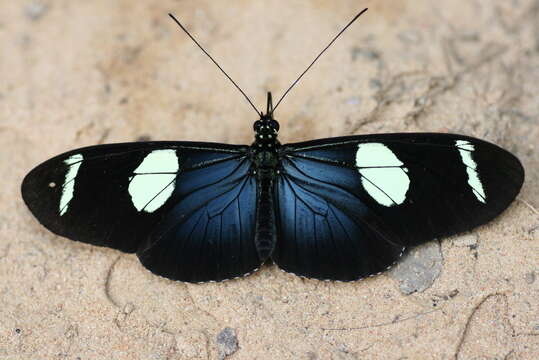 Image of Heliconius wallacei Reakirt 1866