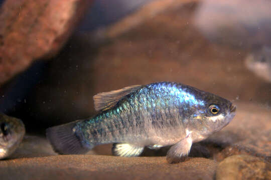 Image of Owens Pupfish