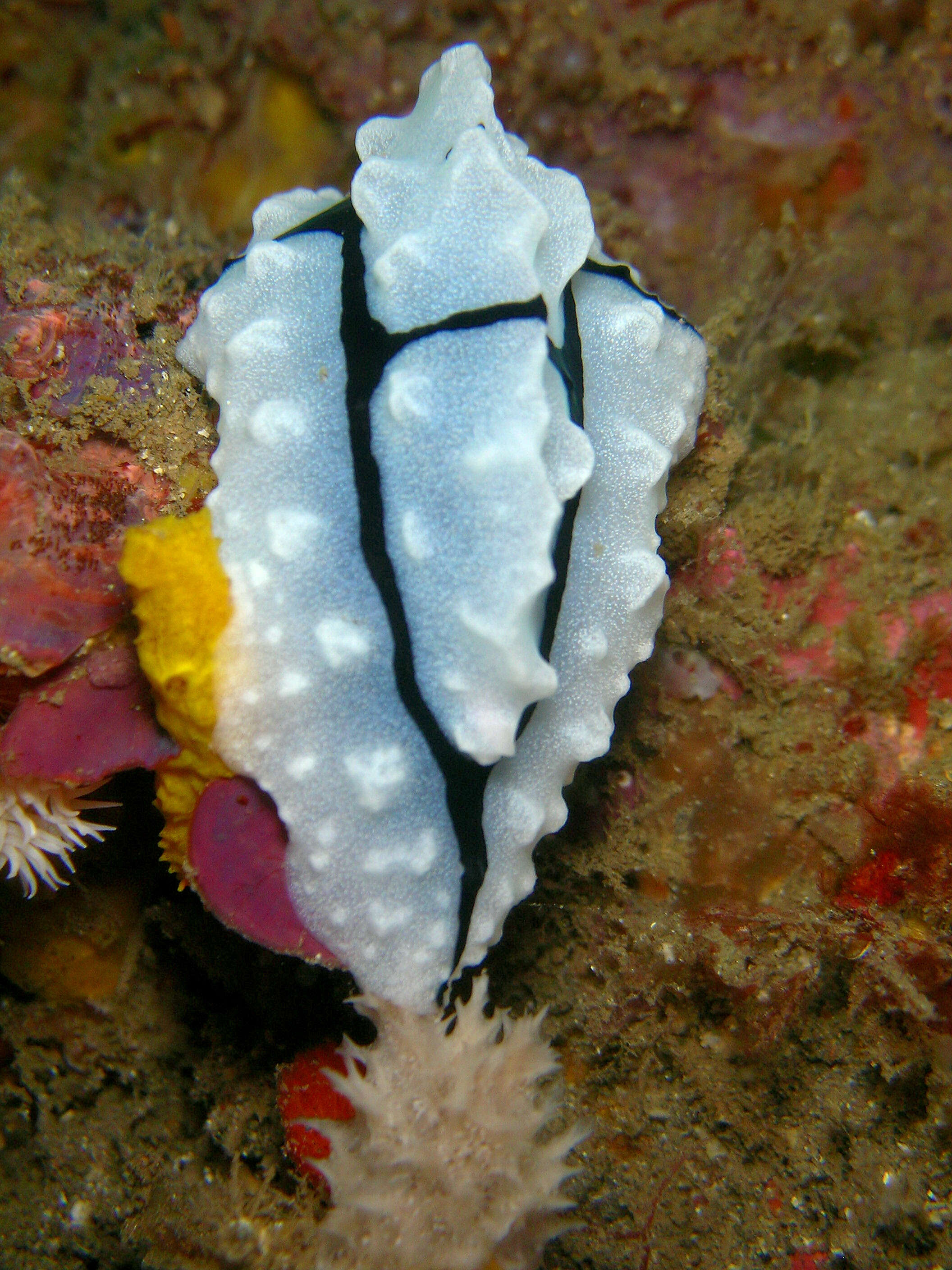 Image of Phyllidiopsis shireenae Brunckhorst 1990