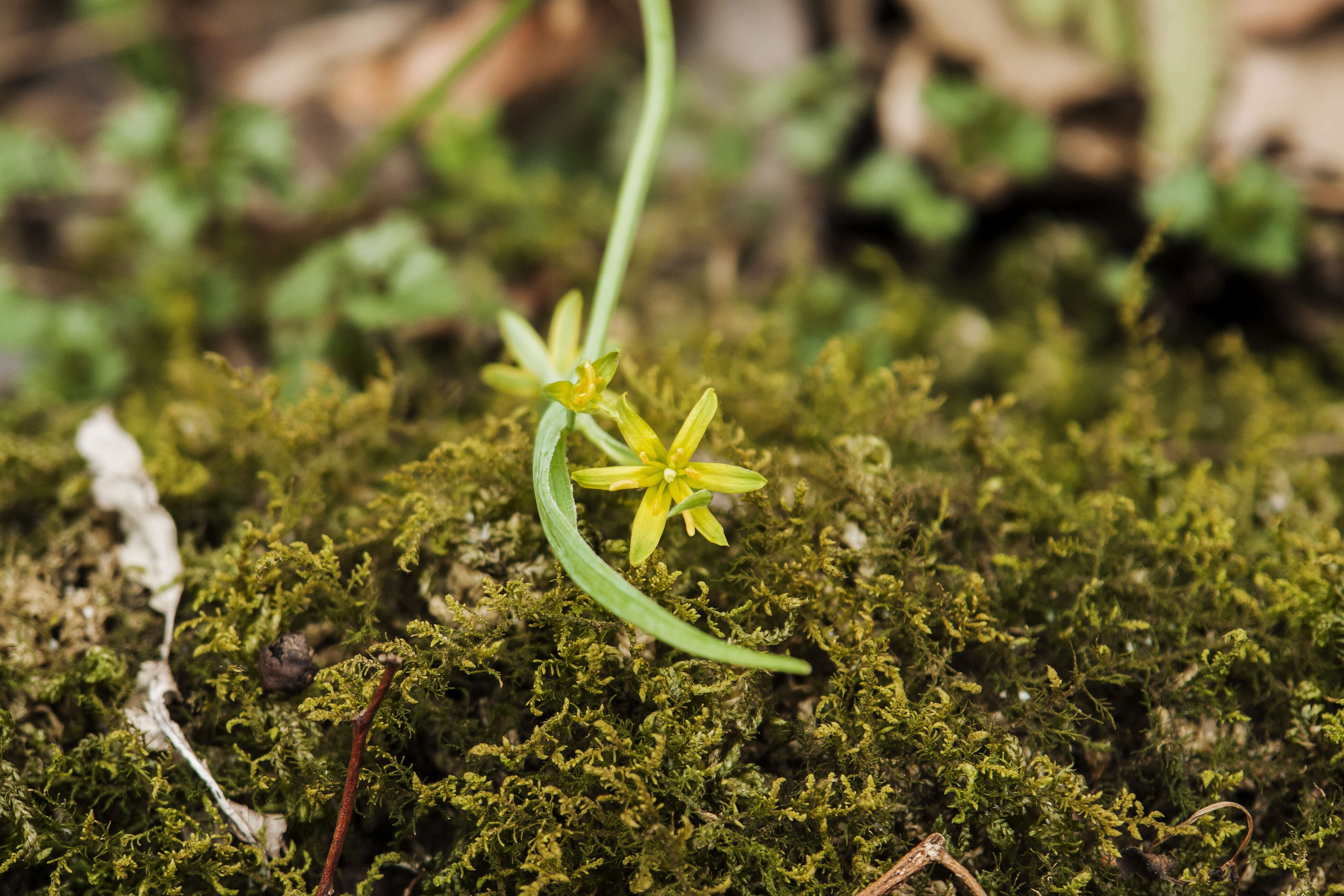 Image of Gagea hiensis Pascher