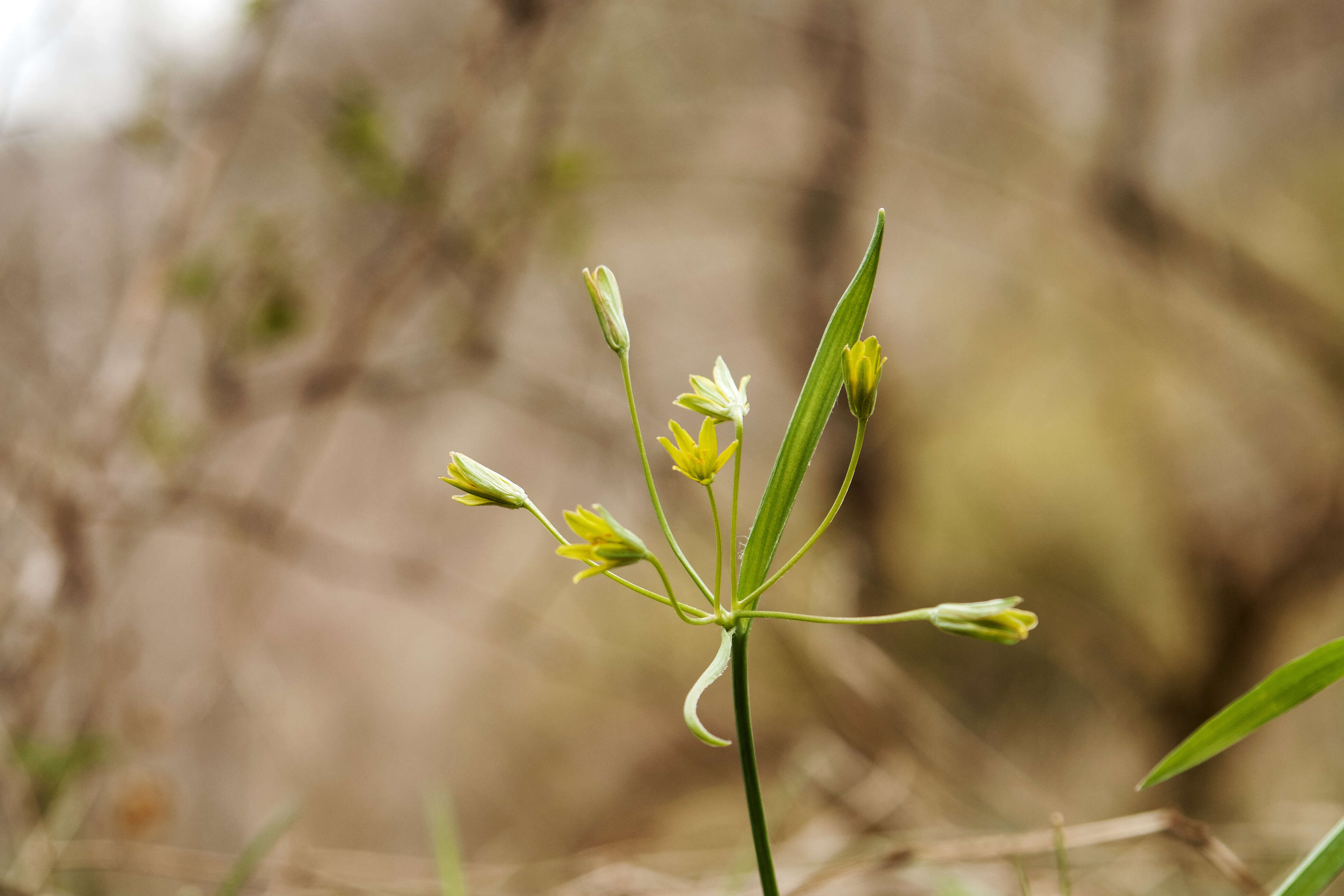 Image of Gagea hiensis Pascher