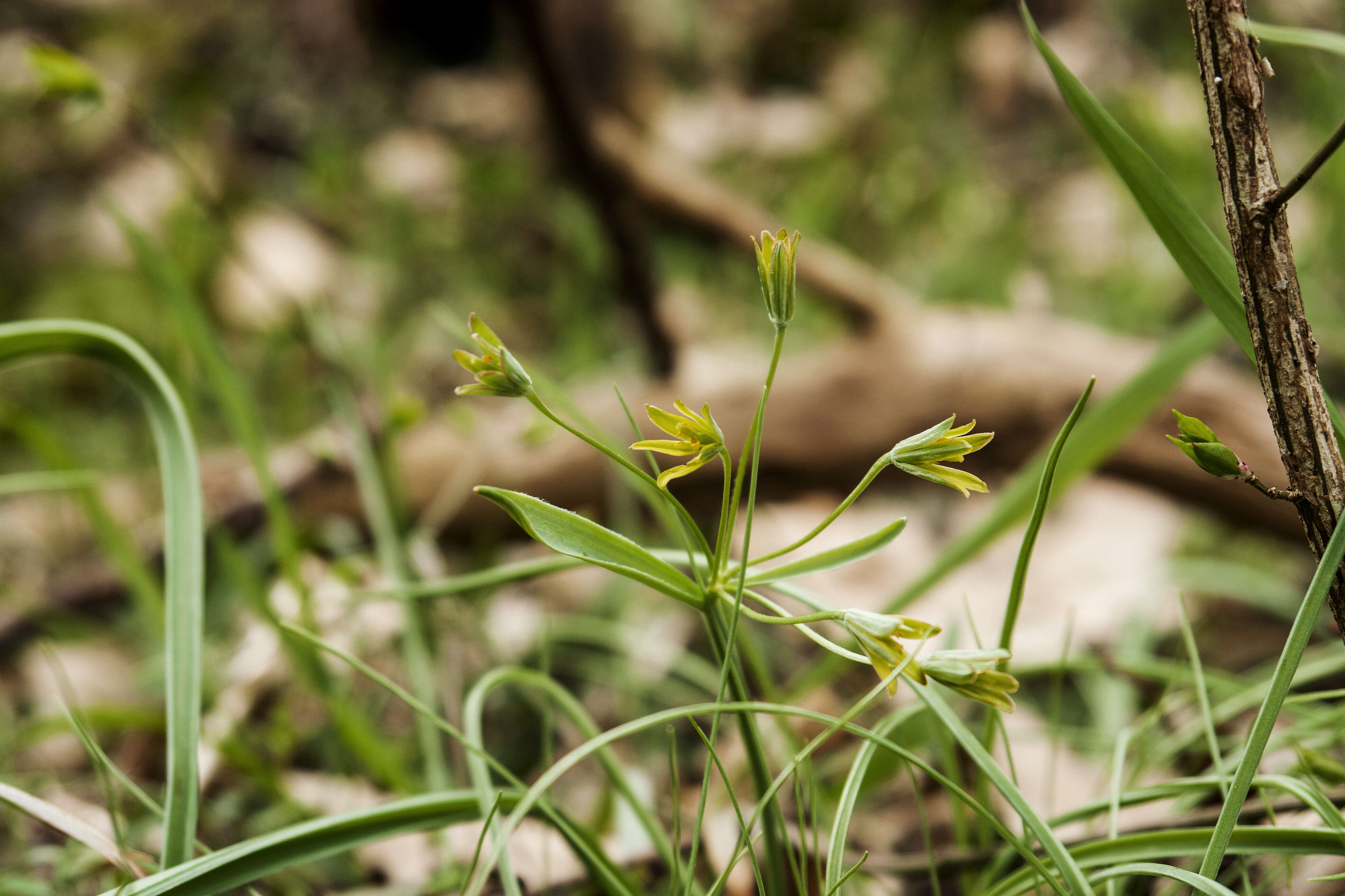 Image of Gagea hiensis Pascher