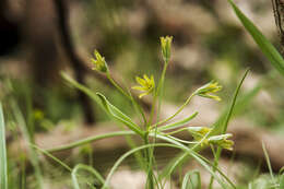 Image of Gagea hiensis Pascher