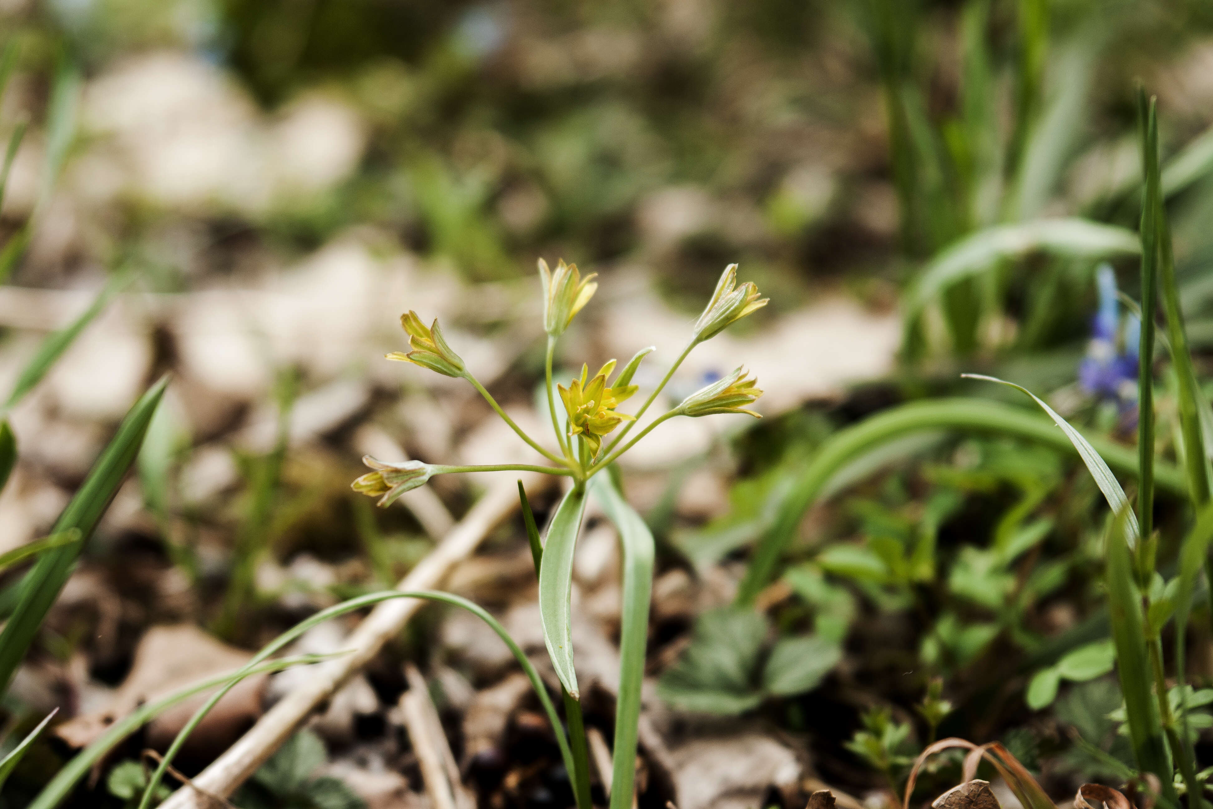 Image of Gagea hiensis Pascher