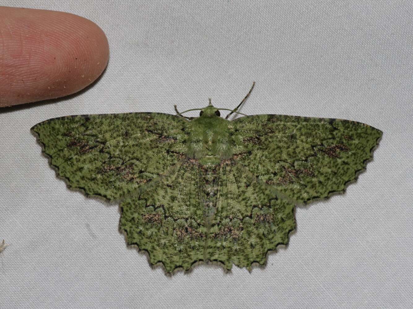 Image of Herochroma urapteraria Walker 1860