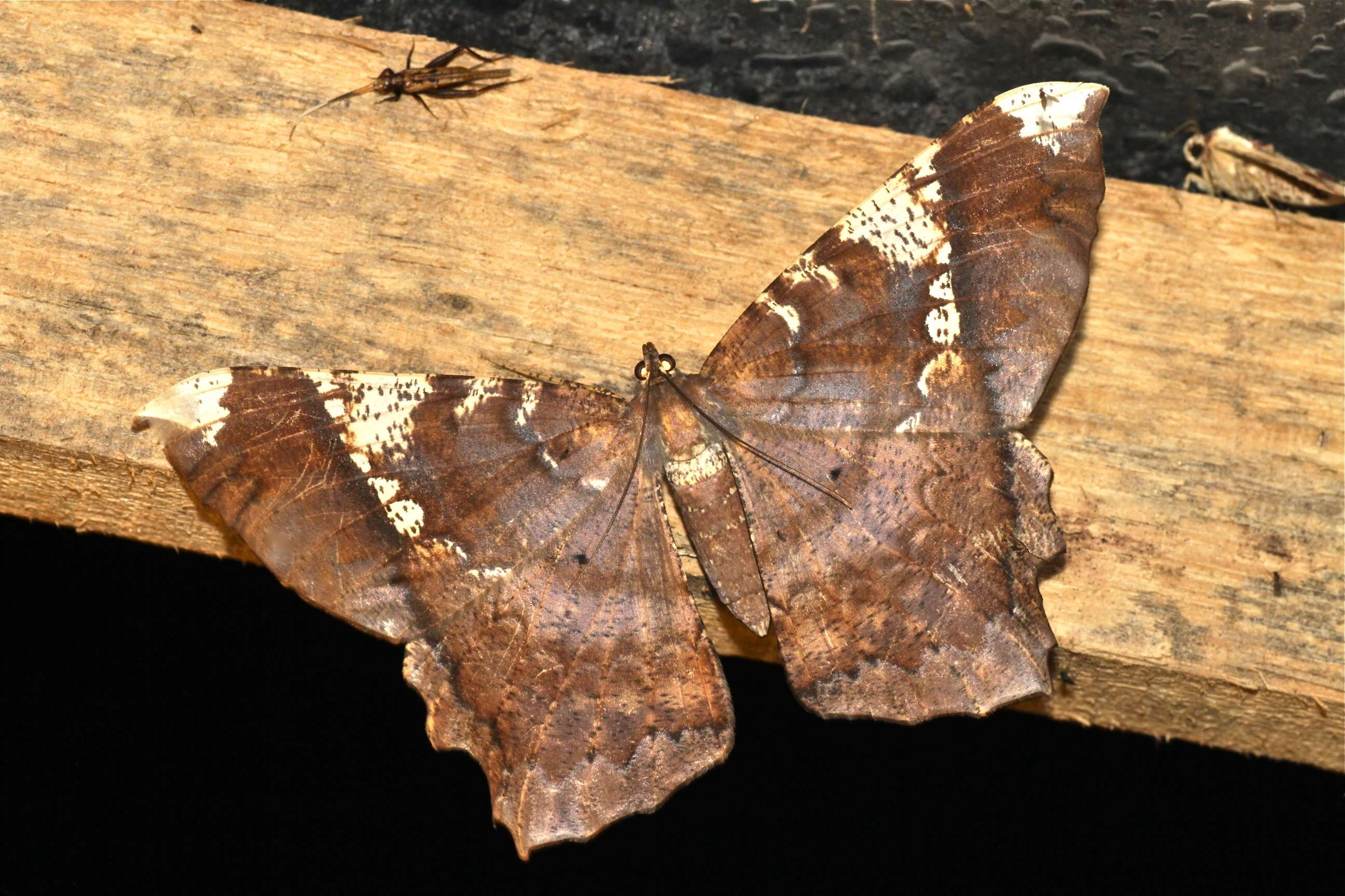 Image of Amblychia angeronaria Guenée 1858