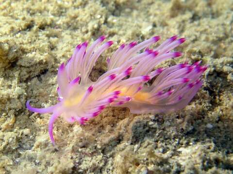 Coryphellina rubrolineata O'Donoghue 1929 resmi