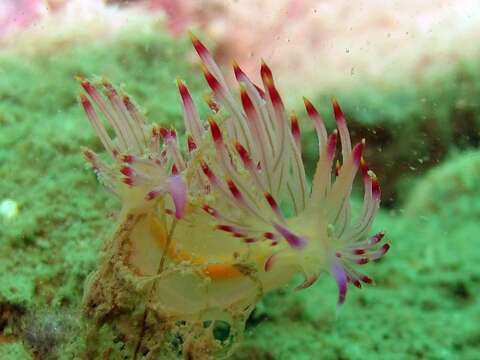 Coryphellina rubrolineata O'Donoghue 1929 resmi