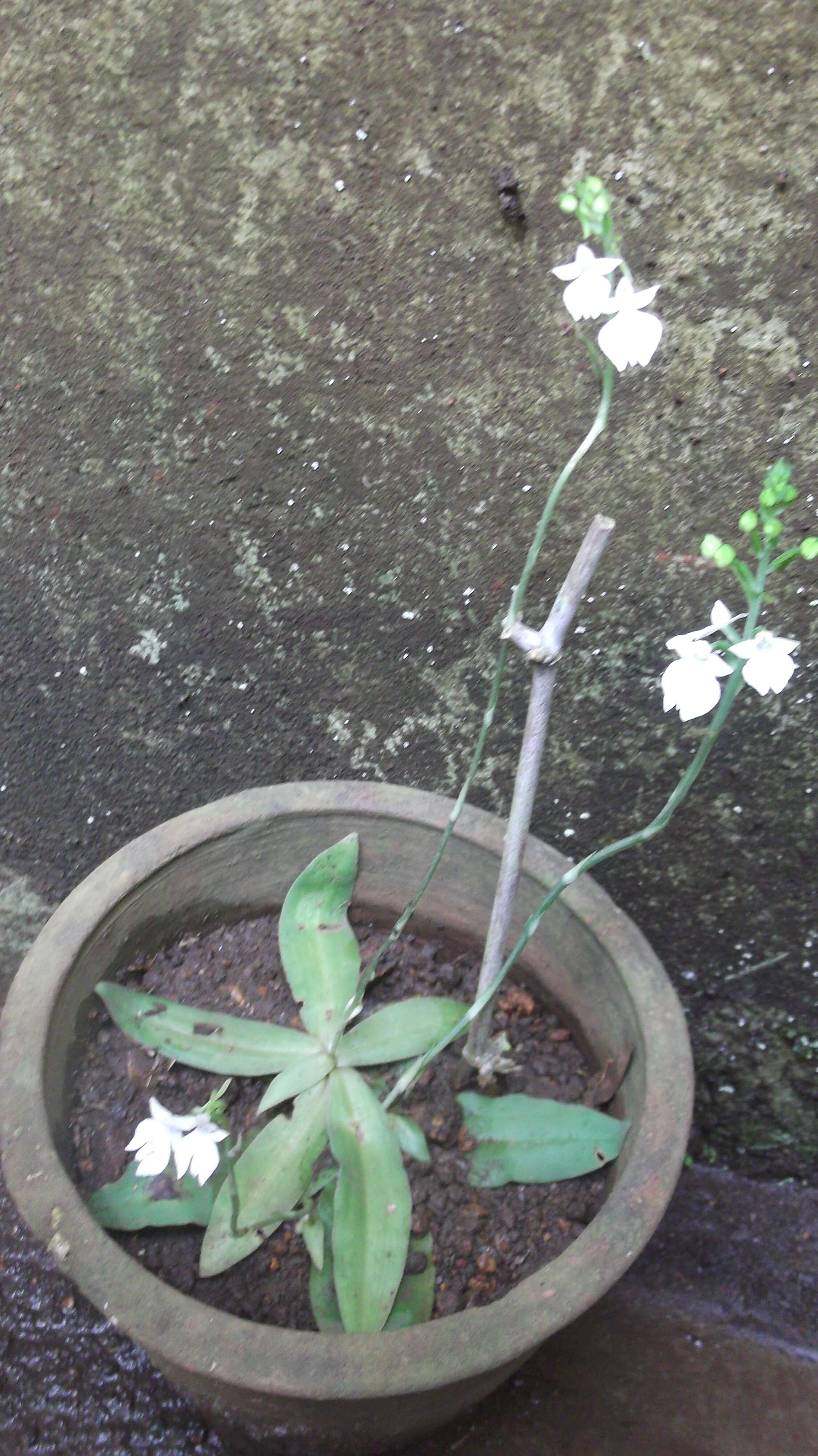 Image of Habenaria plantaginea Lindl.