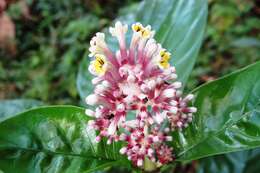 Imagem de Chassalia curviflora (Wall.) Thwaites