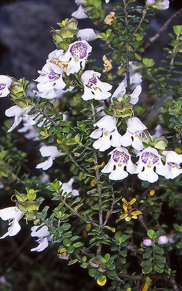 Imagem de Prostanthera cuneata Benth.