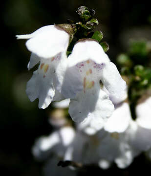 Imagem de Prostanthera cuneata Benth.