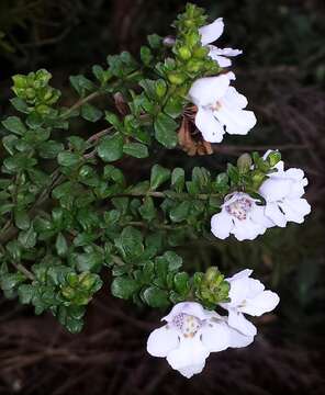 Imagem de Prostanthera cuneata Benth.