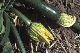 Image of field pumpkin