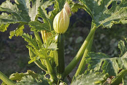 Image of field pumpkin