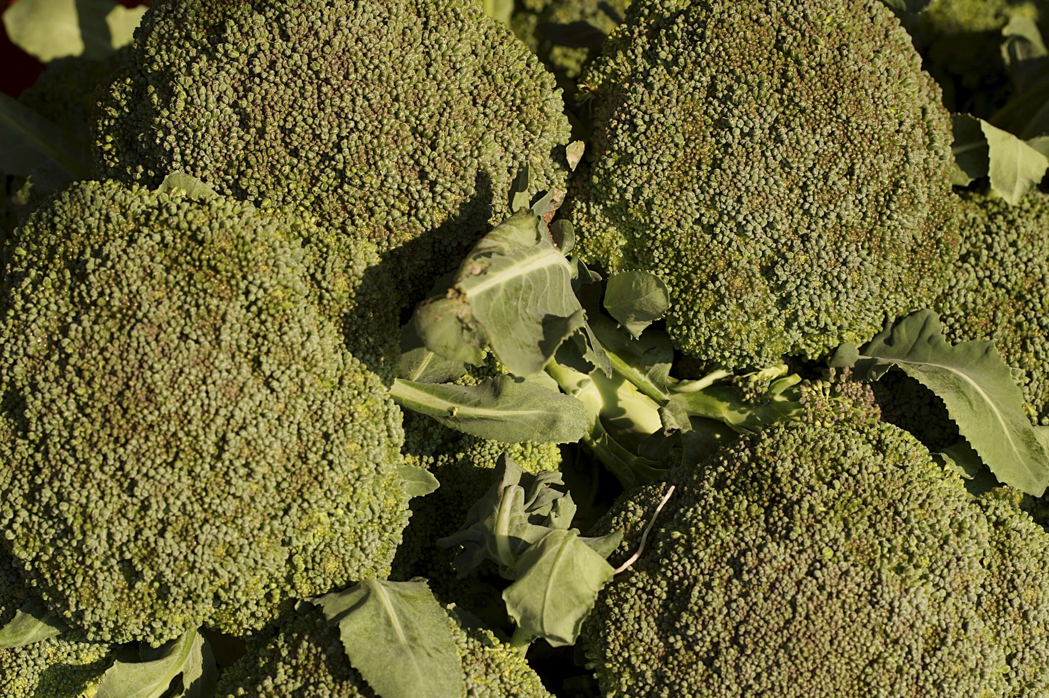 Image of sprouting broccoli