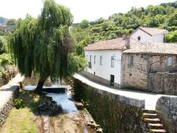 Image of Peking Willow