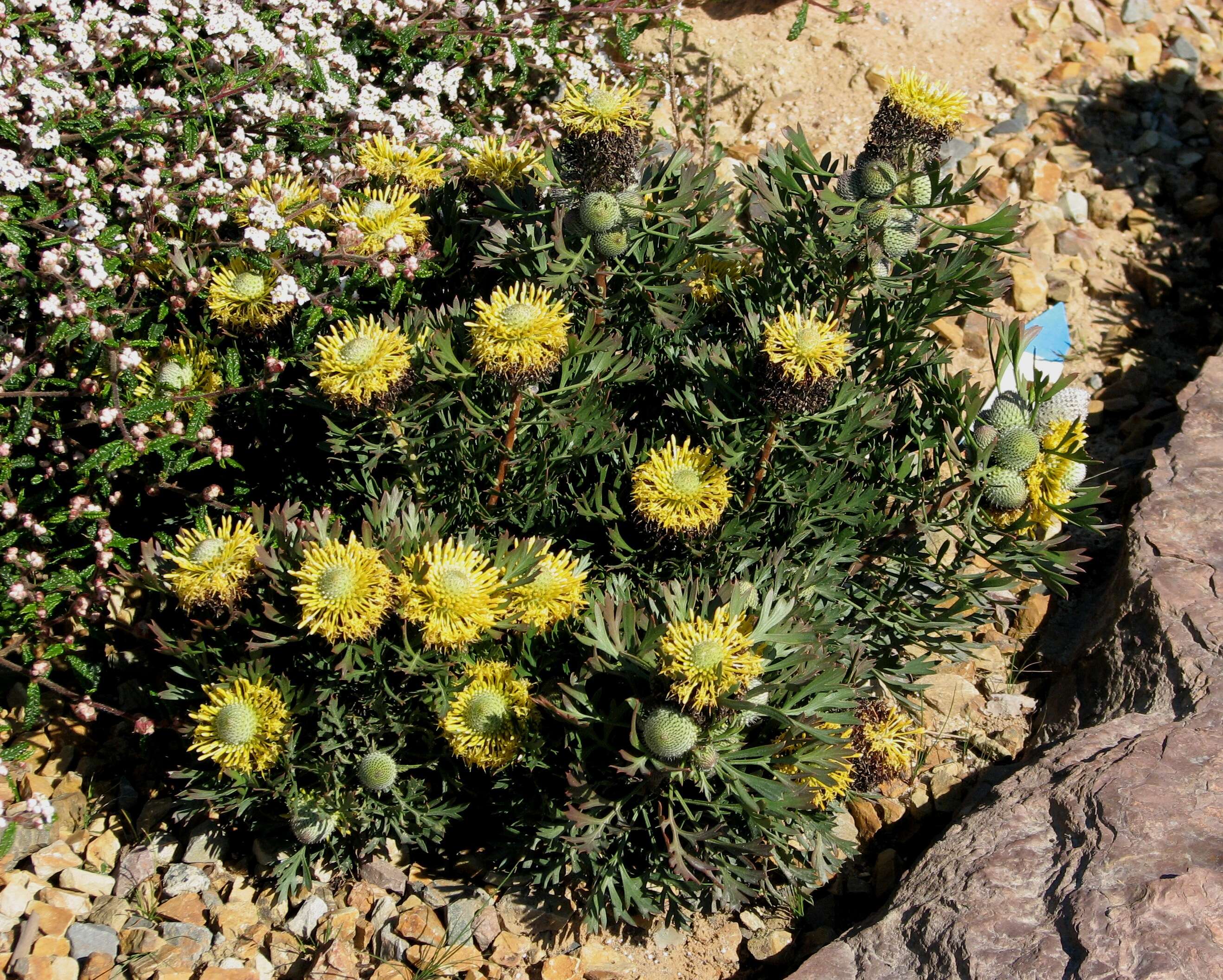 Image of Isopogon anemonifolius (Salisb.) Knight