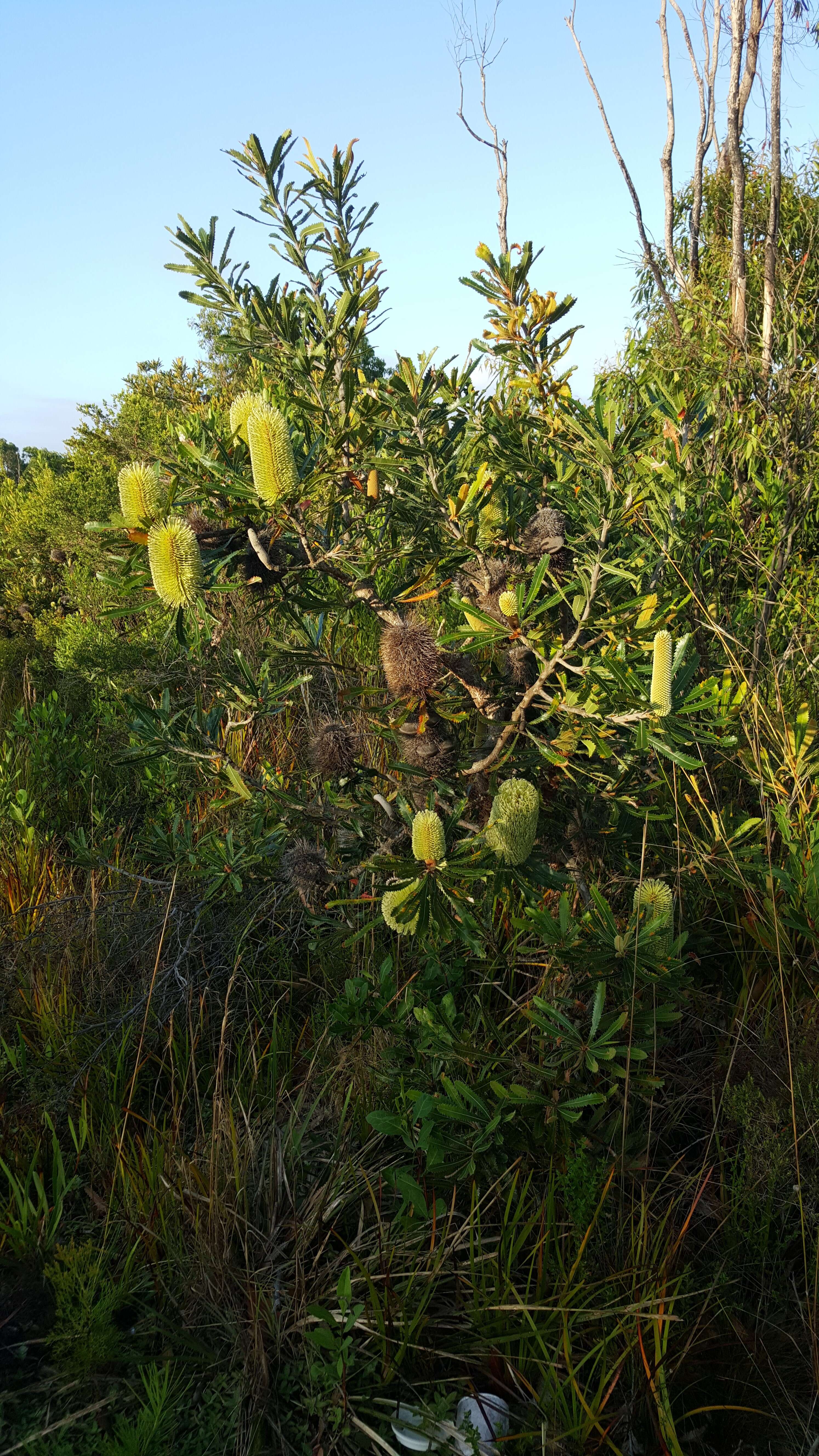 Image of Banksia aemula R. Br.