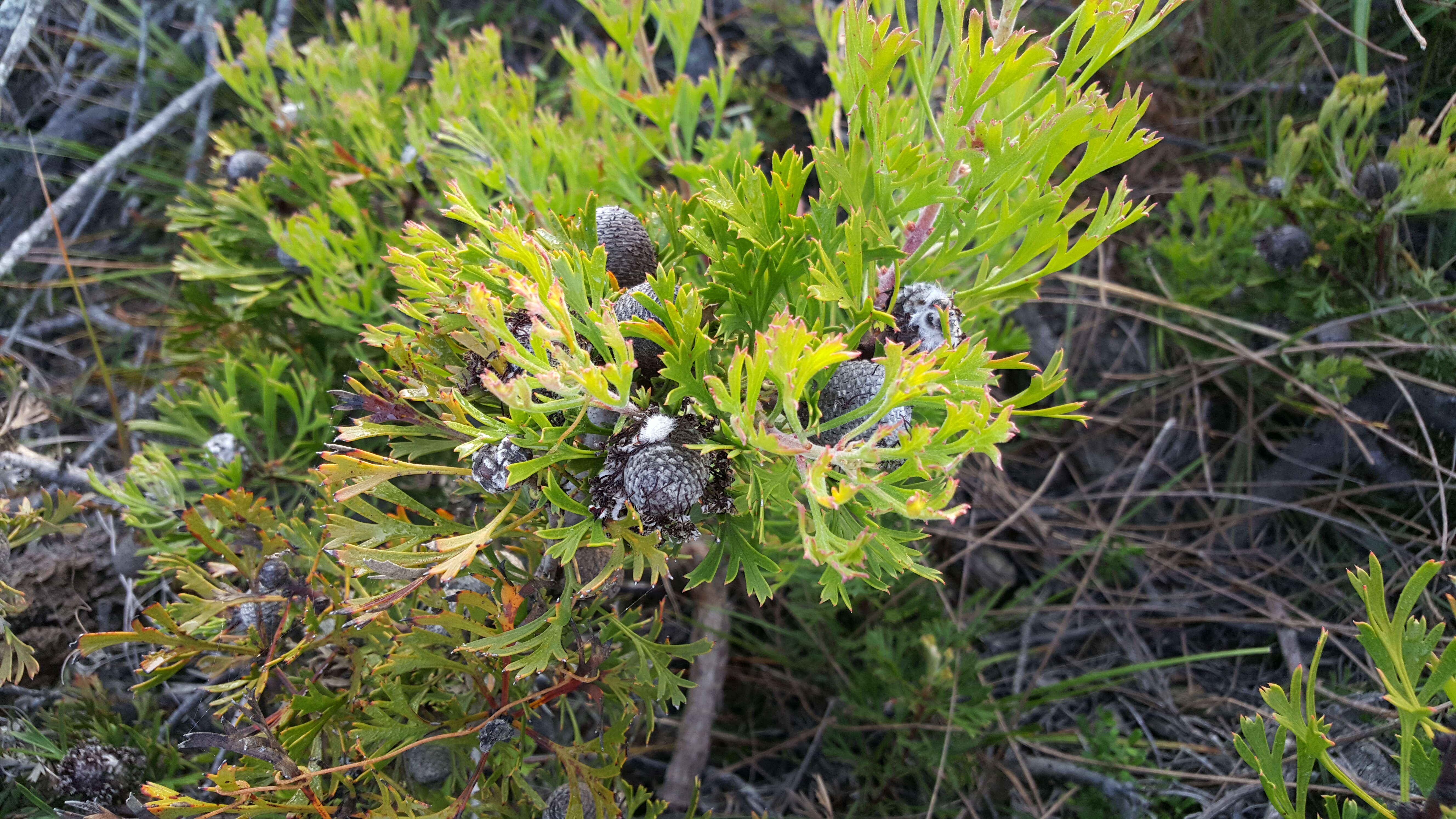 Image of Isopogon anemonifolius (Salisb.) Knight