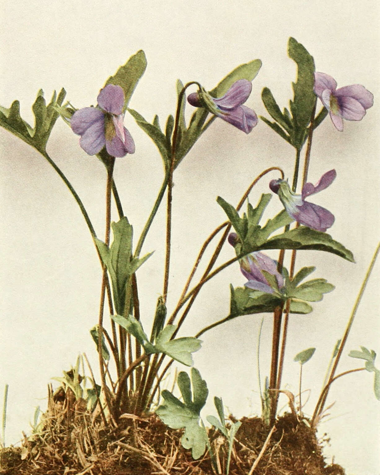 Image of Northern Coastal Violet