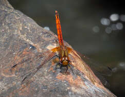 Image of Russet Dropwing