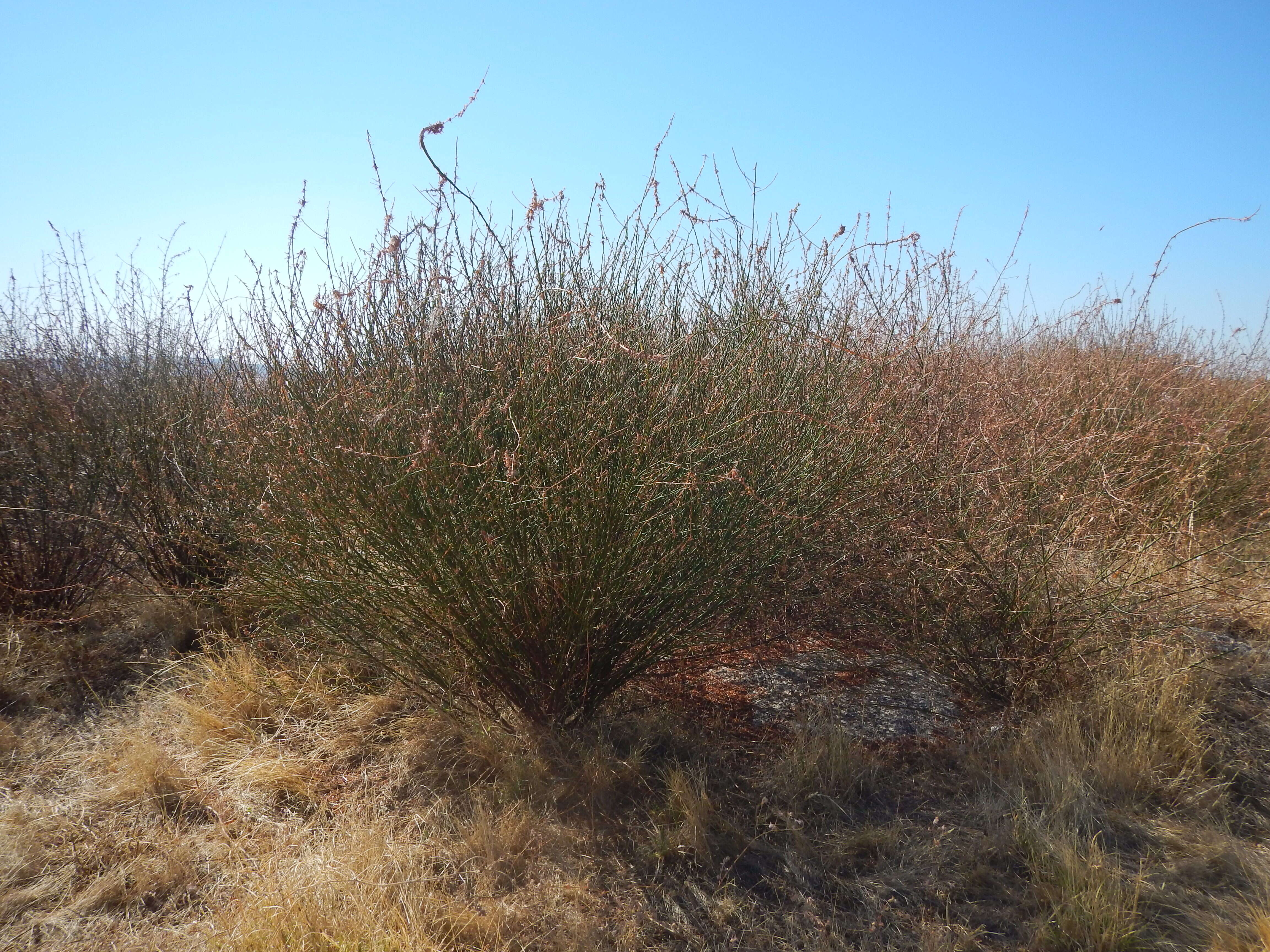 Image of Acmispon glaber