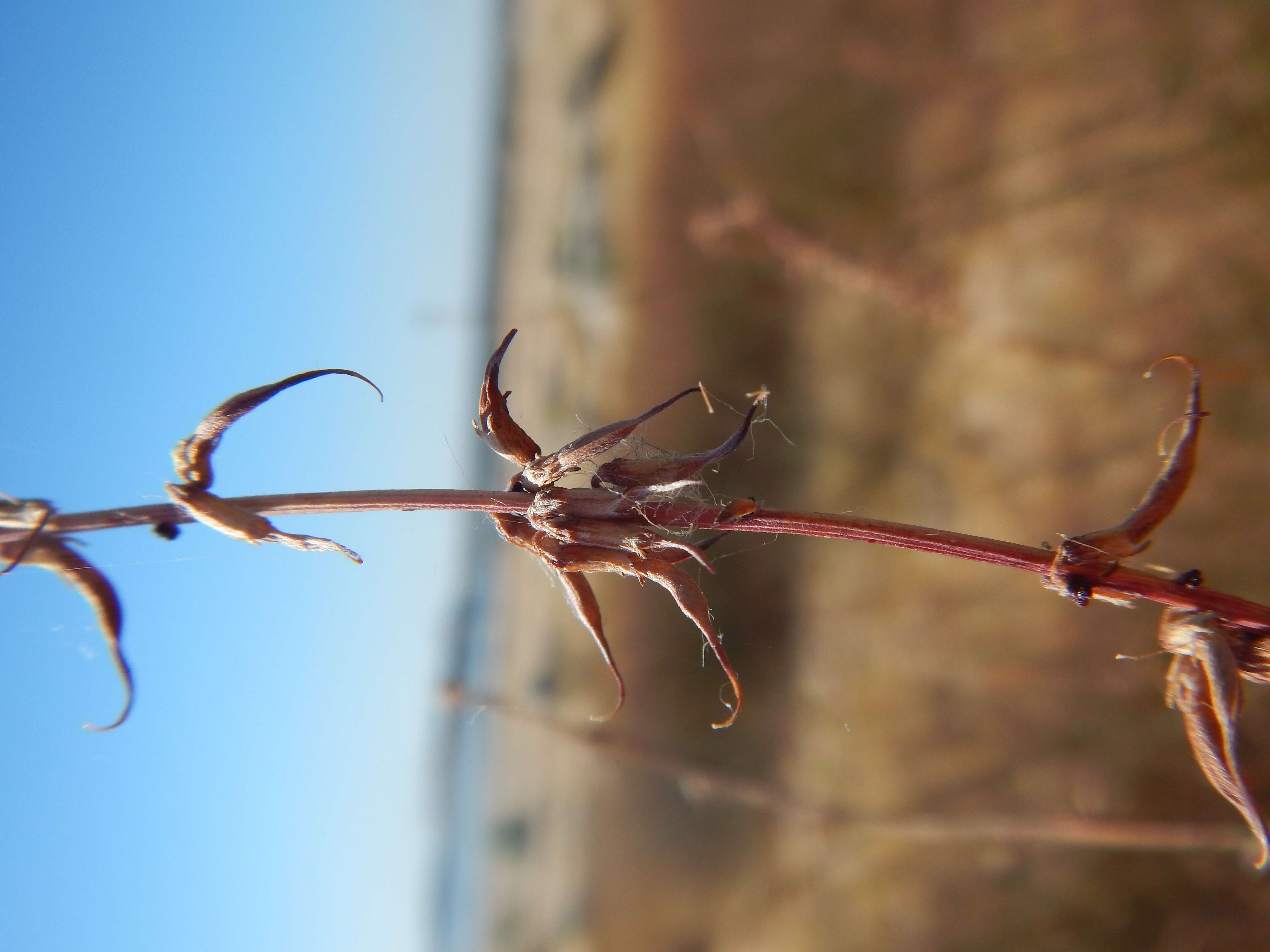 Image of Acmispon glaber