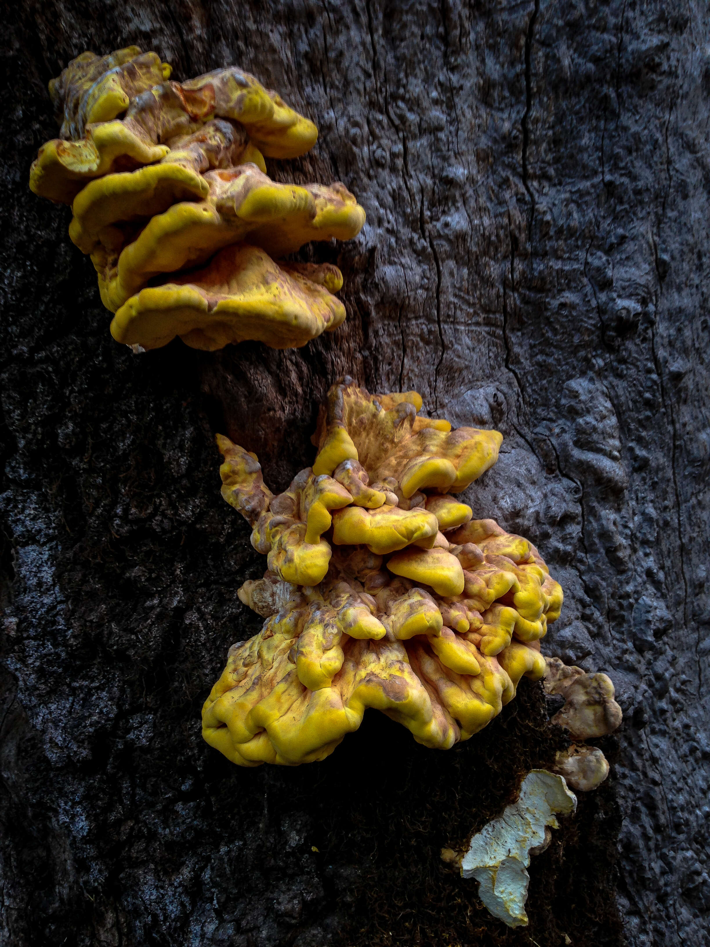 Image of Laetiporus gilbertsonii Burds. 2001