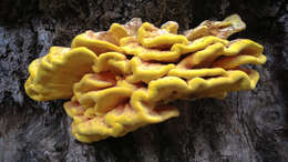 Image of Laetiporus gilbertsonii Burds. 2001