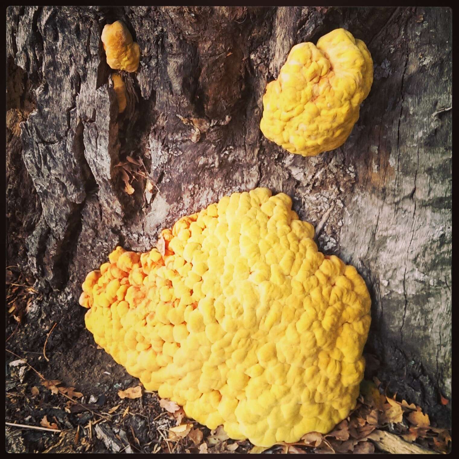 Image of Laetiporus gilbertsonii Burds. 2001