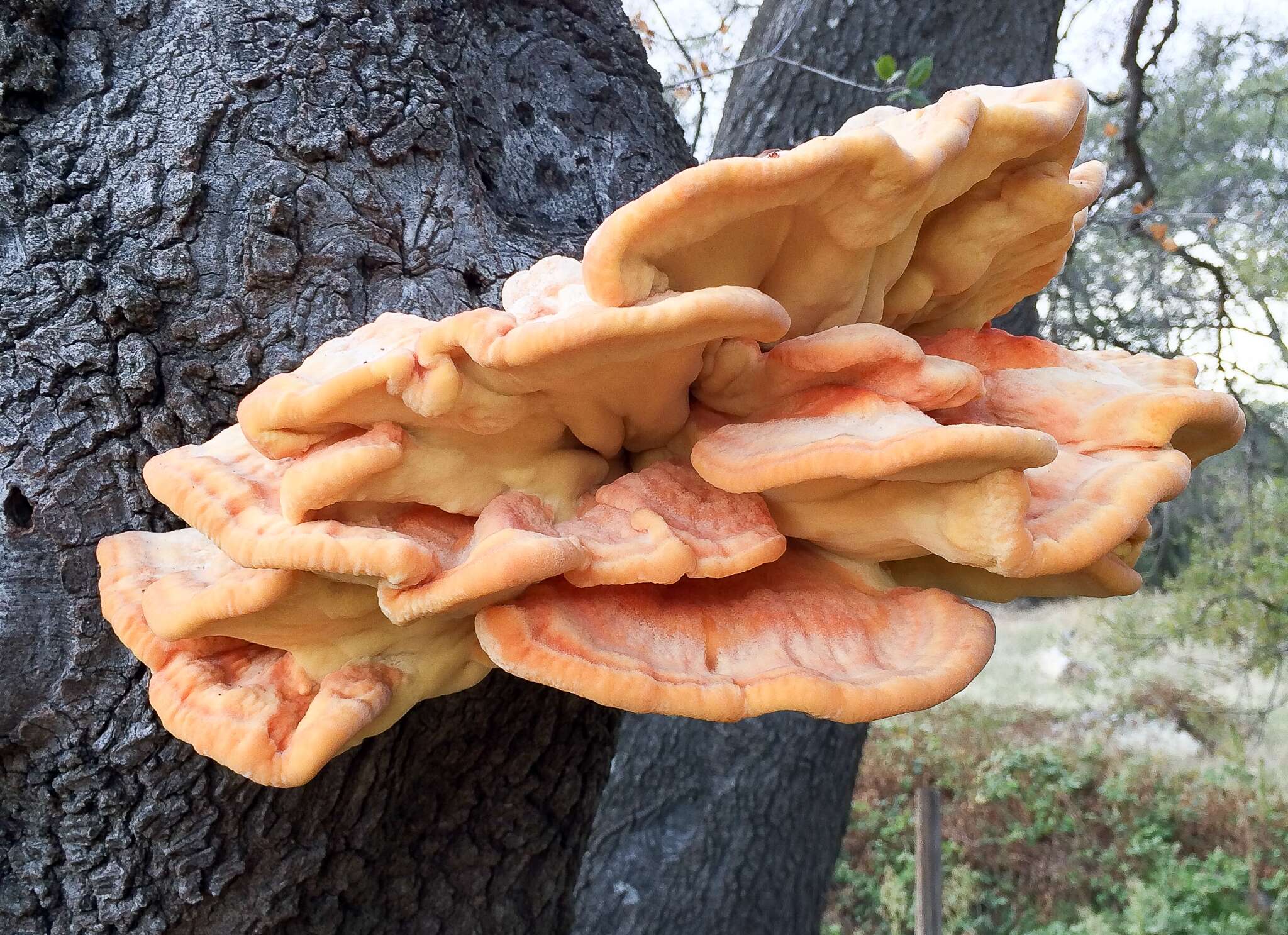 Image of Laetiporus gilbertsonii Burds. 2001