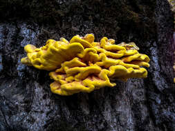 Image of Laetiporus gilbertsonii Burds. 2001