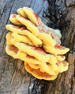 Image of Laetiporus gilbertsonii Burds. 2001