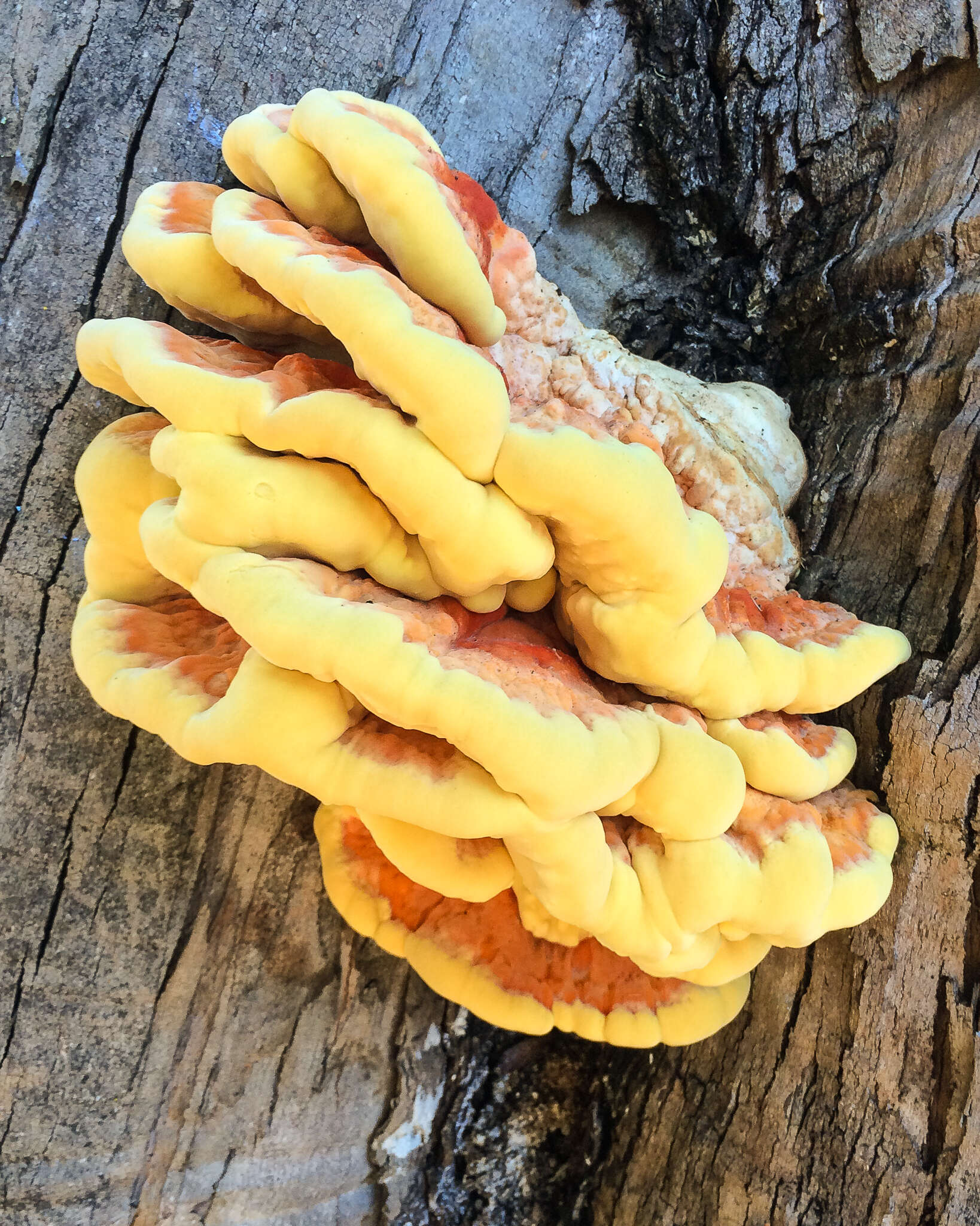 Image of Laetiporus gilbertsonii Burds. 2001