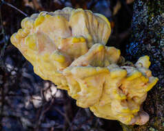 Image of Laetiporus gilbertsonii Burds. 2001