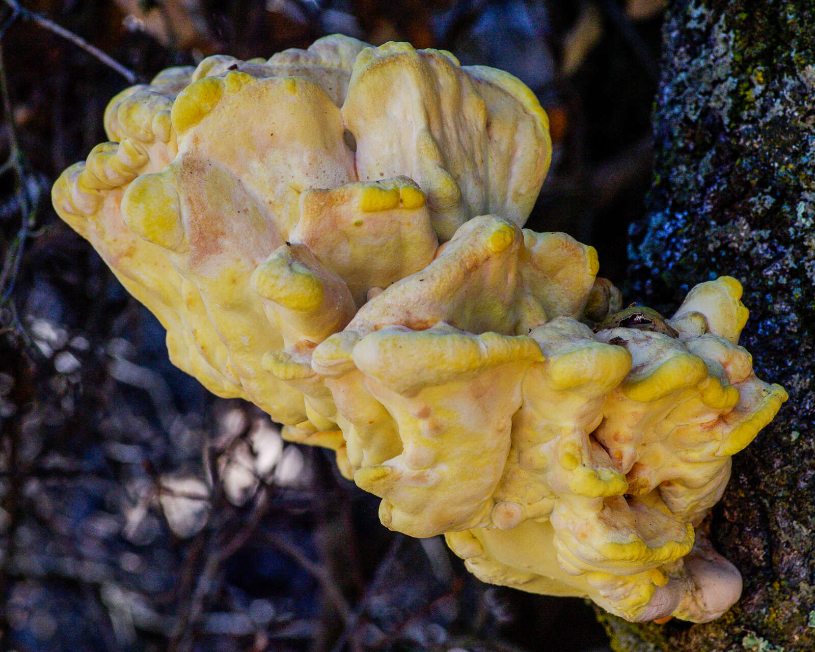 Image of Laetiporus gilbertsonii Burds. 2001