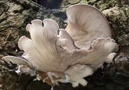 Image of Pleurotus ostreatus (Jacq.) P. Kumm. 1871