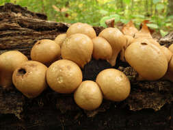 Imagem de Lycoperdon pyriforme Schaeff. 1774