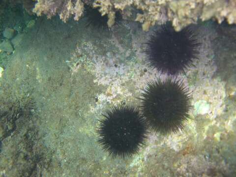 Image of Black Sea urchin