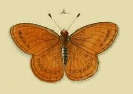 Image of Coenonympha amaryllis Cramer 1782
