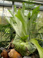 Image of Platycerium grande (A. Cunn. ex Fée) J. Sm.
