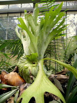 Image of Platycerium grande (A. Cunn. ex Fée) J. Sm.