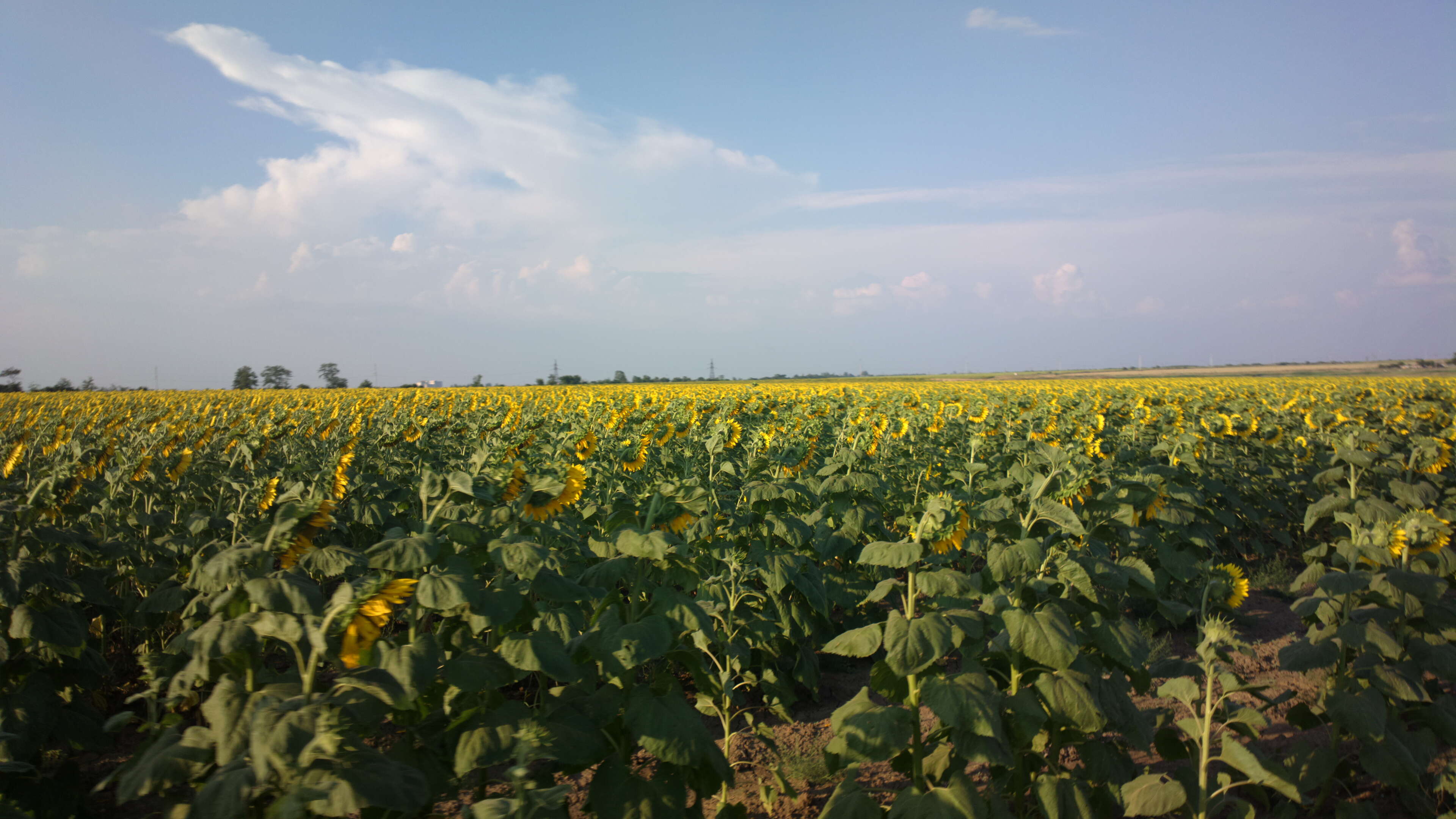 Image of common sunflower