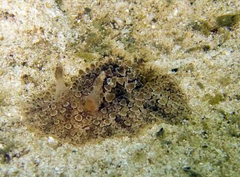 Image of Carminodoris nodulosa (Angas 1864)