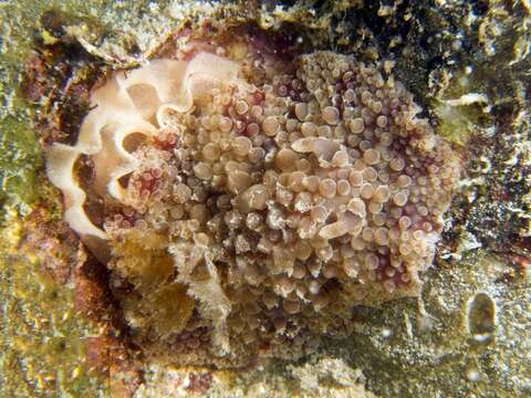 Image of Carminodoris nodulosa (Angas 1864)