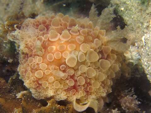 Image of Carminodoris nodulosa (Angas 1864)